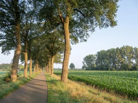 Corn field and trees along road in dutch achterhoek near doetinchem under b.. Stock Photos