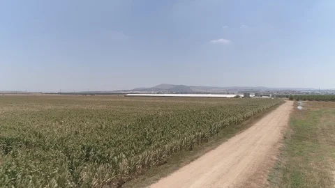 Corn Field and a way Video stock 100615787