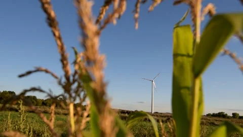 Corn field and wind turbines on agricultural lands Stock Footage 201115863