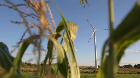 Corn field and wind turbines on agricultural lands Stock Footage 201115869