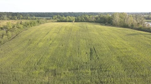 Corn Field and Woods Stock Footage 99066321