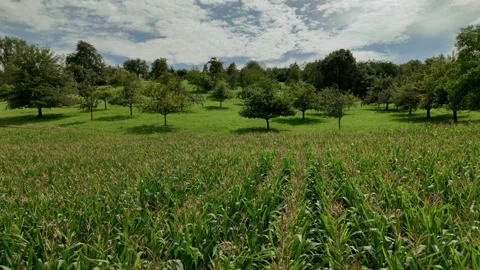 Corn Field with Apple Trees, Aerial Footage Stock Footage 248061199