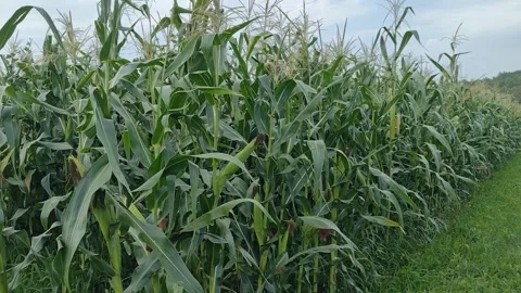 Corn in the field in August. In Maramures, Romania Stock-Footage 247369679