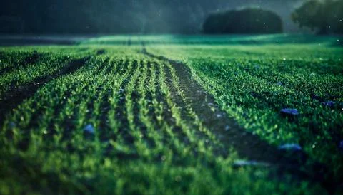 Corn field on an autumn evening on sunset while the sun is flareing into the Stock Photos