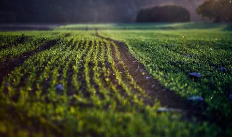 Corn field on an autumn evening on sunset while the sun is flareing into the Stock Photos