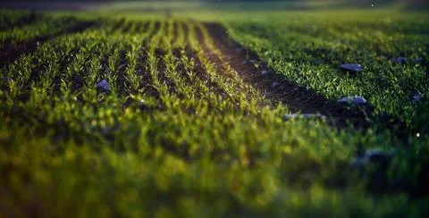 Corn field on an autumn evening on sunset while the sun is flareing into the Stock Photos