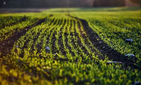 Corn field on an autumn evening on sunset while the sun is flareing into the Stock Photos
