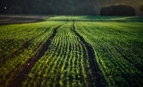 Corn field on an autumn evening on sunset while the sun is flareing into the Stock Photos