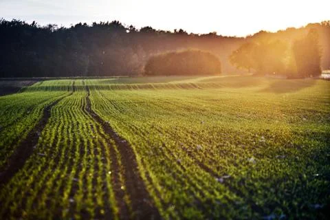 Corn field on an autumn evening on sunset while the sun is flareing into the Stock Photos