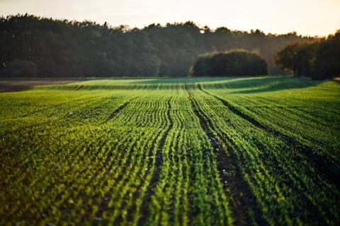 Corn field on an autumn evening on sunset while the sun is flareing into the Stock Photos