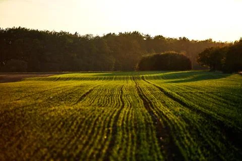 Corn field on an autumn evening on sunset while the sun is flareing into the Stock Photos