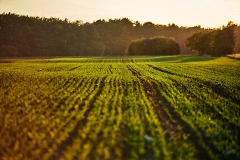 Corn field on an autumn evening on sunset while the sun is flareing into the Stock Photos