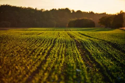 Corn field on an autumn evening on sunset while the sun is flareing into the Stock Photos