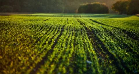 Corn field on an autumn evening on sunset while the sun is flareing into the Stock Photos