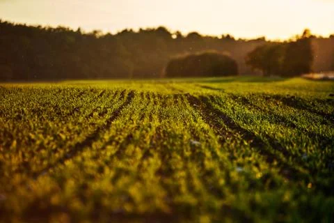 Corn field on an autumn evening on sunset while the sun is flareing into the Stock Photos