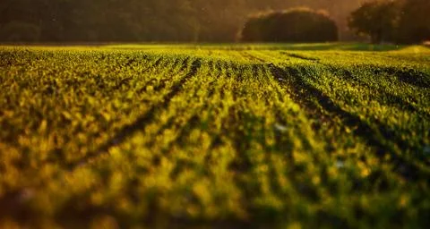 Corn field on an autumn evening on sunset while the sun is flareing into the Stock Photos