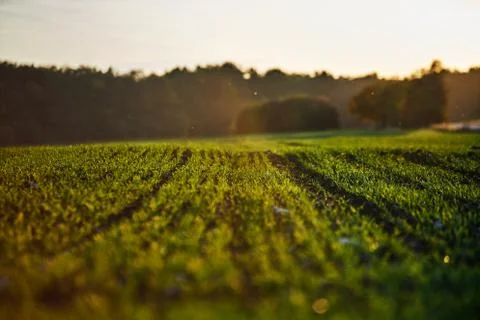 Corn field on an autumn evening on sunset while the sun is flareing into the Stock Photos