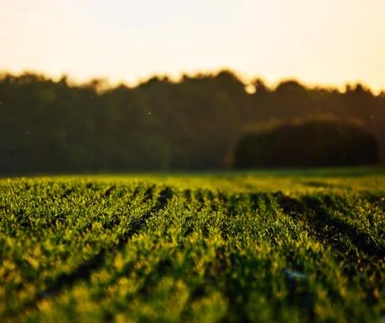 Corn field on an autumn evening on sunset while the sun is flareing into the Stock Photos