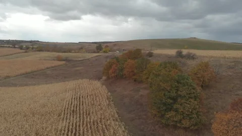 Corn field in autumn Stock Footage 260382931