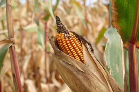 Corn field at autumn Stock Photos