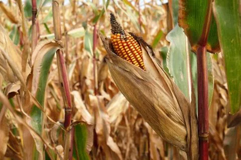 Corn field at autumn Stock Photos