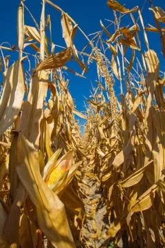Corn field at autumn Stock Photos