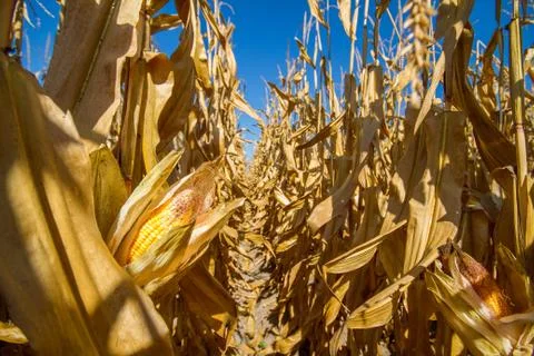 Corn field at autumn Stock Photos