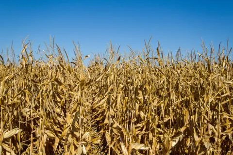 Corn field at autumn Stock Photos