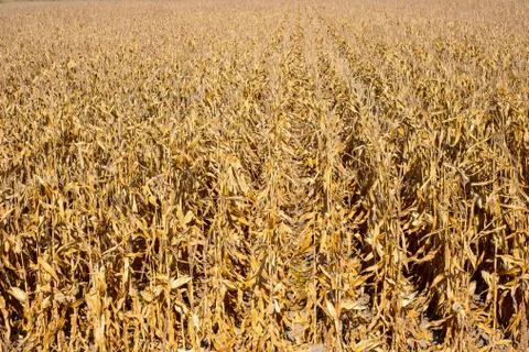 Corn field at autumn Stock Photos