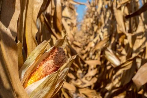 Corn field at autumn Stock Photos