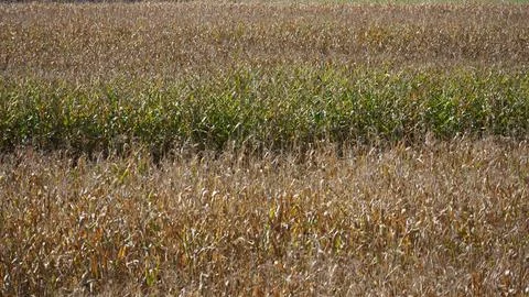Corn field in autumn Stock Photos