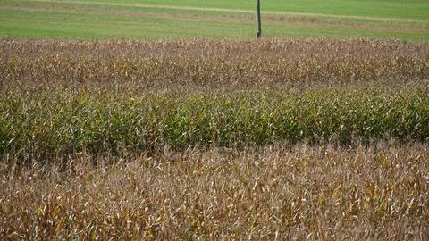 Corn field in autumn Stock Photos