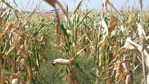 Corn field in autumn with ripe maize crop Stock Footage 337791213