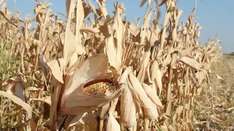 Corn field autumn scene Video stock 12182193