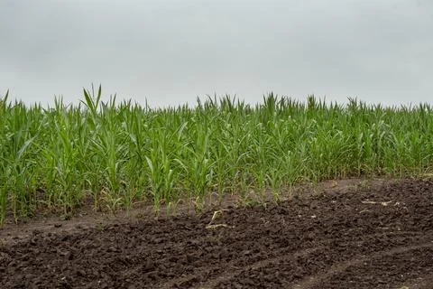 Corn field in the background and black dry ground in the foreground. Corn f.. Stock Photos