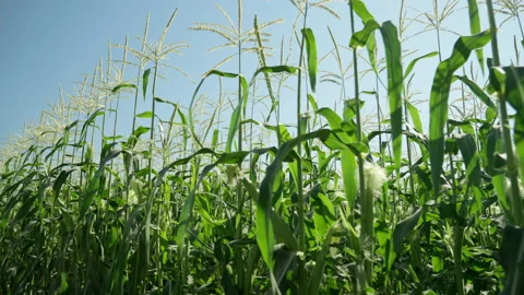 Corn field on the background of blue sky, agricultural crop .Farm corn. Vídeos de archivo 205890275