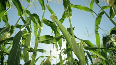 Corn field on the background of blue sky, agricultural crop. Close-up of Vídeos de archivo 220783319
