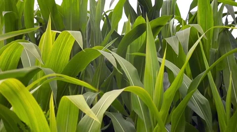 Corn Field Background Stock Footage 66437012