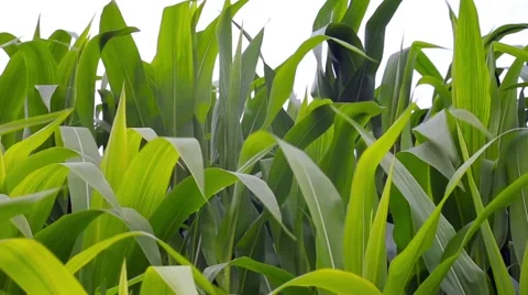 Corn Field Background Stock Footage 66437029