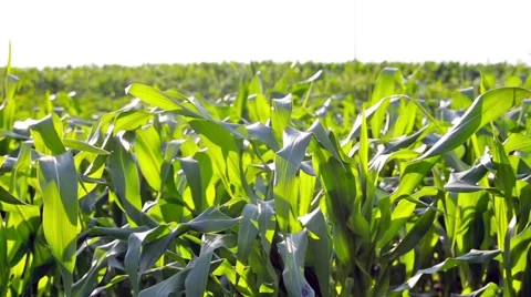 Corn Field Background Stock Footage 66437182