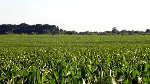 Corn Field Background Stock Footage 66437327