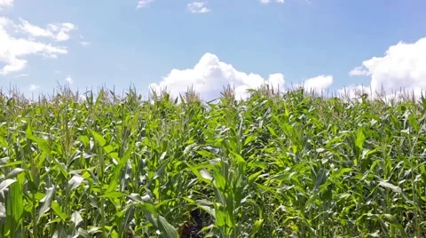 Corn Field Background Stock Footage 66438785