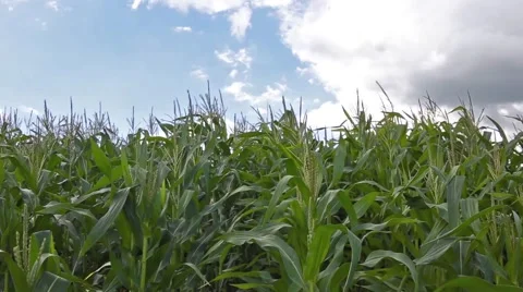Corn Field Background Stock Footage 66438795