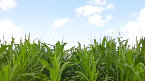 Corn Field Background Stock Footage 66438810