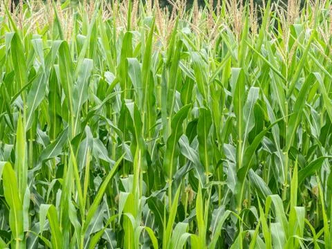 Corn field background Stock Photos