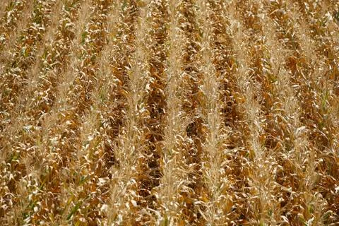 Corn field background Foto stock