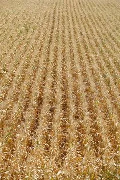 Corn field background 写真素材