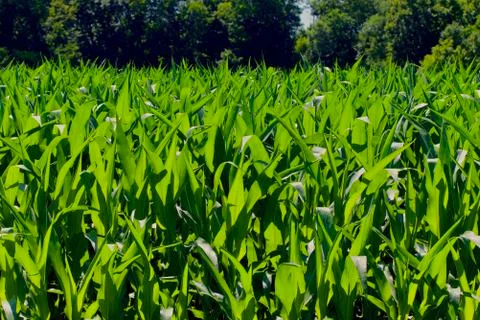 Corn Field Background Stock Photos