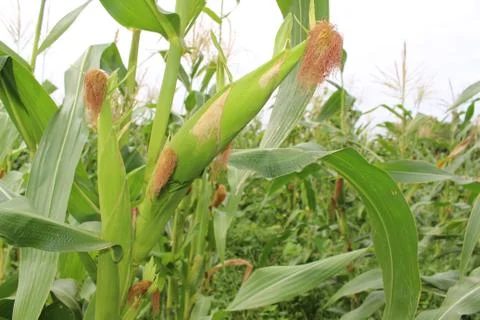 Corn field background Stock Photos