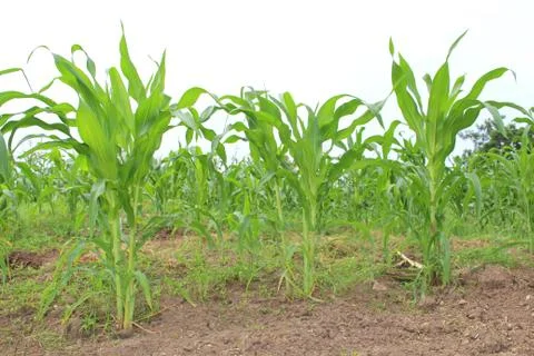Corn field background Stock Photos